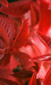 Preview wallpaper ivy, plant, leaves, branches, red, autumn