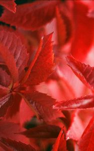 Preview wallpaper ivy, plant, leaves, branches, red, autumn