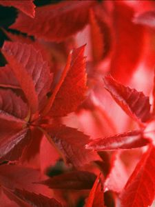 Preview wallpaper ivy, plant, leaves, branches, red, autumn