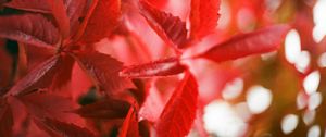 Preview wallpaper ivy, plant, leaves, branches, red, autumn