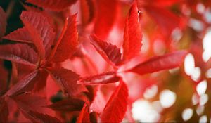 Preview wallpaper ivy, plant, leaves, branches, red, autumn