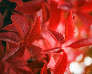 Preview wallpaper ivy, plant, leaves, branches, red, autumn