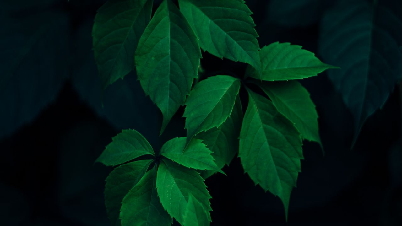 Wallpaper ivy, plant, leaves, dark, green