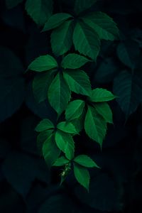 Preview wallpaper ivy, plant, leaves, dark, green
