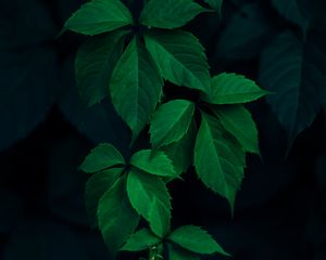Preview wallpaper ivy, plant, leaves, dark, green
