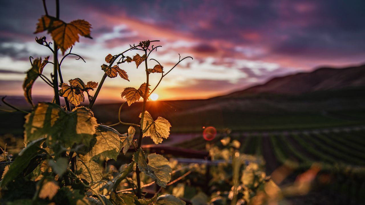 Wallpaper ivy, plant, sun, sky