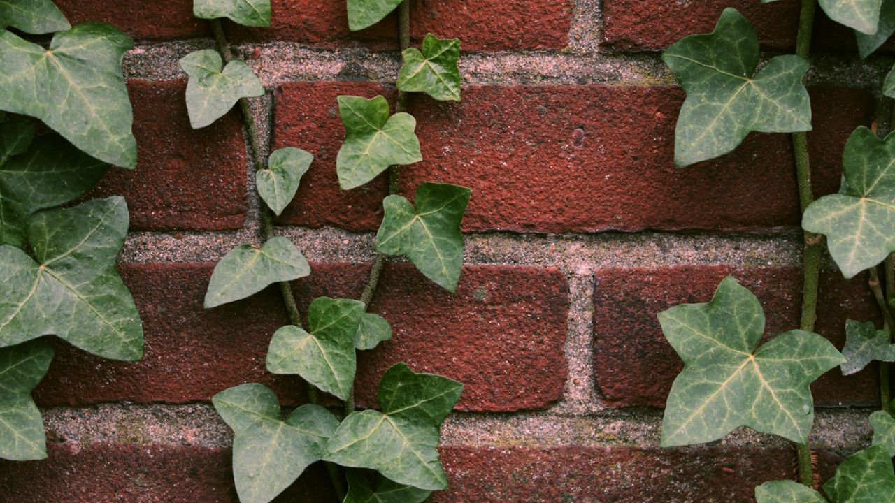 Wallpaper ivy, plant, wall, brick
