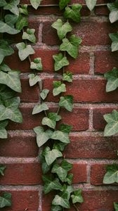 Preview wallpaper ivy, plant, wall, brick
