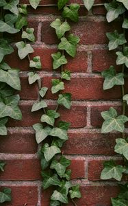 Preview wallpaper ivy, plant, wall, brick