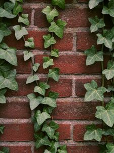 Preview wallpaper ivy, plant, wall, brick
