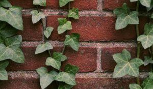 Preview wallpaper ivy, plant, wall, brick