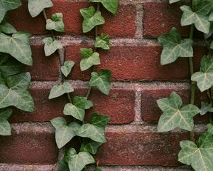 Preview wallpaper ivy, plant, wall, brick