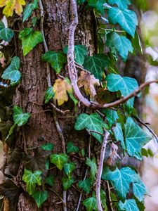 Preview wallpaper ivy, tree, foliage, trunk