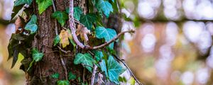 Preview wallpaper ivy, tree, foliage, trunk