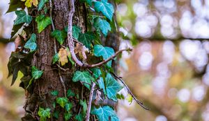 Preview wallpaper ivy, tree, foliage, trunk