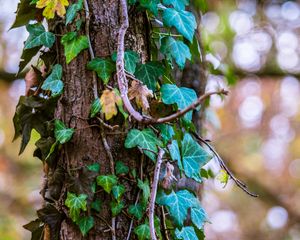 Preview wallpaper ivy, tree, foliage, trunk