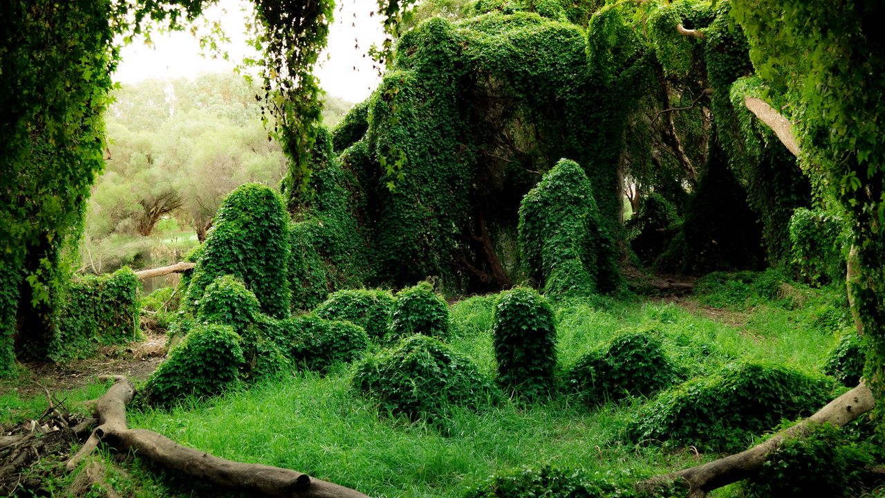 Wallpaper ivy, trees, bushes, grass, greenery