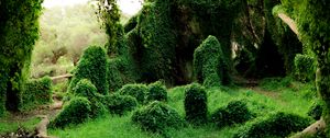Preview wallpaper ivy, trees, bushes, grass, greenery