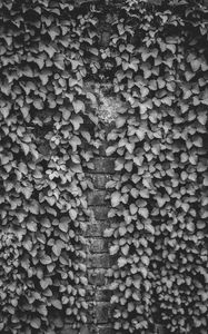 Preview wallpaper ivy, wall, bw, plant, brick