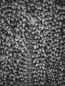 Preview wallpaper ivy, wall, bw, plant, brick