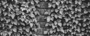 Preview wallpaper ivy, wall, bw, plant, brick