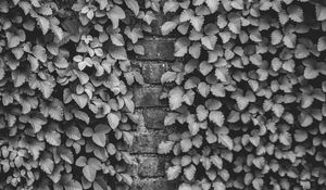 Preview wallpaper ivy, wall, bw, plant, brick