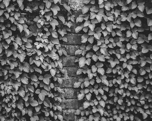 Preview wallpaper ivy, wall, bw, plant, brick