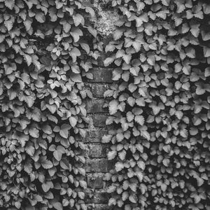 Preview wallpaper ivy, wall, bw, plant, brick