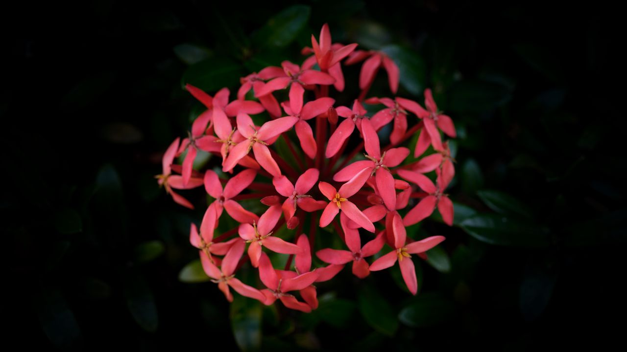 Wallpaper ixora chinensis, flower, dark, blur, macro