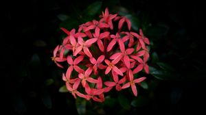 Preview wallpaper ixora chinensis, flower, dark, blur, macro