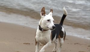 Preview wallpaper jack russell, terrier, dog, run