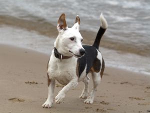 Preview wallpaper jack russell, terrier, dog, run