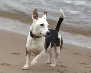 Preview wallpaper jack russell, terrier, dog, run