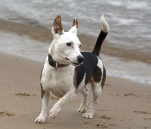 Preview wallpaper jack russell, terrier, dog, run