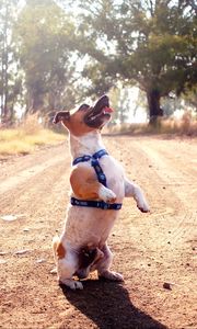 Preview wallpaper jack russell terrier, dog, funny
