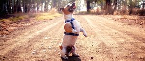 Preview wallpaper jack russell terrier, dog, funny