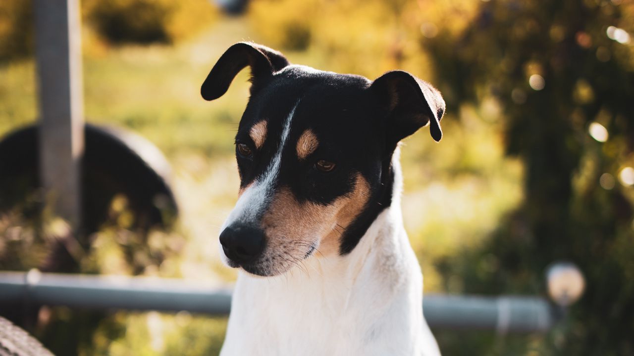 Wallpaper jack russell terrier, dog like mammal, animal, pet, cute