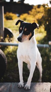 Preview wallpaper jack russell terrier, dog like mammal, animal, pet, cute