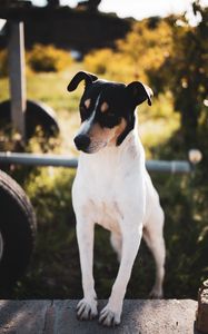 Preview wallpaper jack russell terrier, dog like mammal, animal, pet, cute
