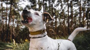 Preview wallpaper jack russell terrier, dog, tongue sticking out, pet