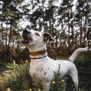 Preview wallpaper jack russell terrier, dog, tongue sticking out, pet