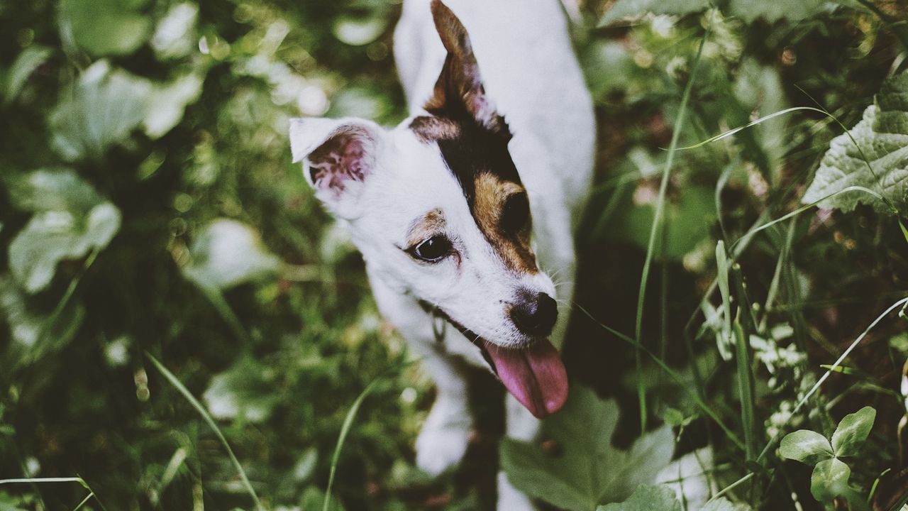 Wallpaper jack russell terrier, dog, walk, grass