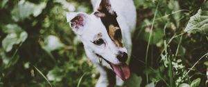 Preview wallpaper jack russell terrier, dog, walk, grass