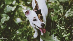 Preview wallpaper jack russell terrier, dog, walk, grass