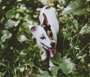 Preview wallpaper jack russell terrier, dog, walk, grass