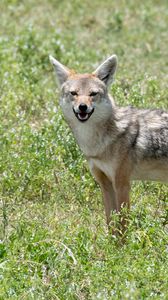 Preview wallpaper jackal, animal, predator, wildlife