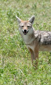 Preview wallpaper jackal, animal, predator, wildlife