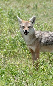 Preview wallpaper jackal, animal, predator, wildlife