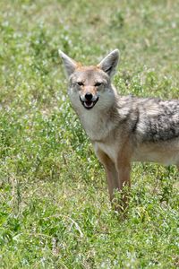 Preview wallpaper jackal, animal, predator, wildlife