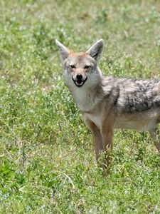 Preview wallpaper jackal, animal, predator, wildlife